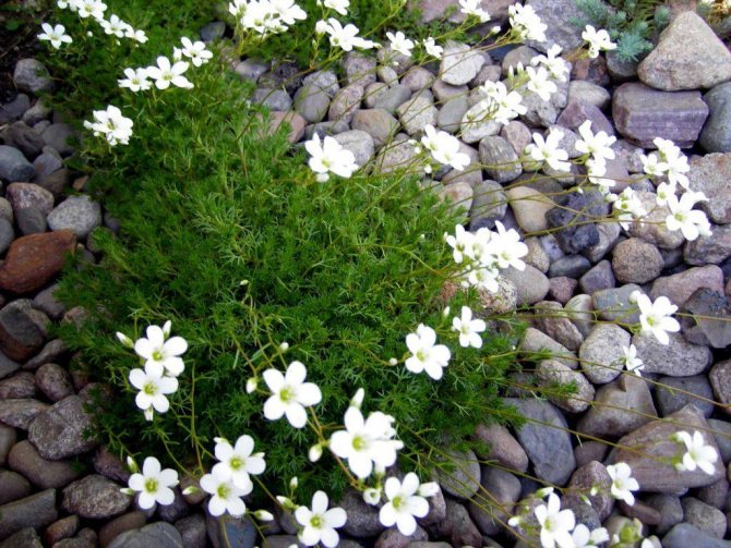 Цветок камнеломки - посадка и уход в открытом грунте, описание сортов, фото