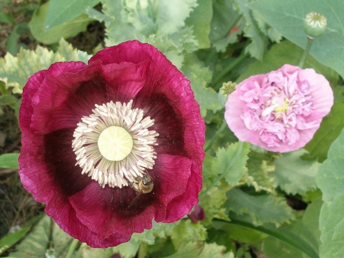 Цветок мака - посадка, выращивание и уход в открытом грунте
