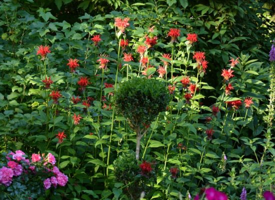 Цветок с ароматом цитрусовых: 35 фото успешного использования монарды в саду