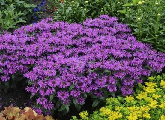 Цветок с ароматом цитрусовых: 35 фото успешного использования монарды в саду