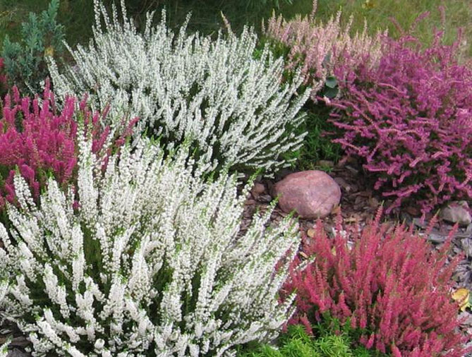 Цветок вереска обыкновенный - посадка и уход в открытом грунте, фото