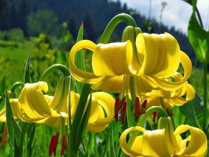 Цветы садовой лилии - посадка и уход, размножение, фото