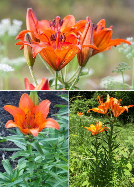 Цветы садовой лилии - посадка и уход, размножение, фото