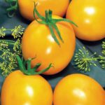 Де Барао: Как вырастить ряд популярных поздних сортов томатов?