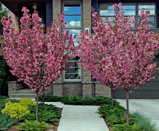 Миндальный декоративный кустарник - посадка и уход, фото дерева с нежными листьями, ярко-розовыми цветами и орехами