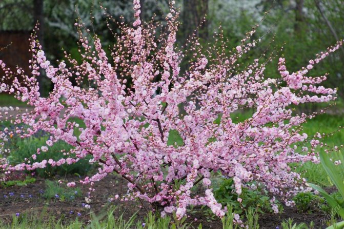 Миндальный декоративный кустарник - посадка и уход, фото дерева с нежными листьями, ярко-розовыми цветами и орехами