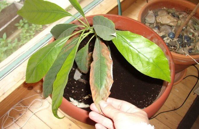 Дерево авокадо: как выглядит, особенности посадки в горшок и на участке, выбор семени