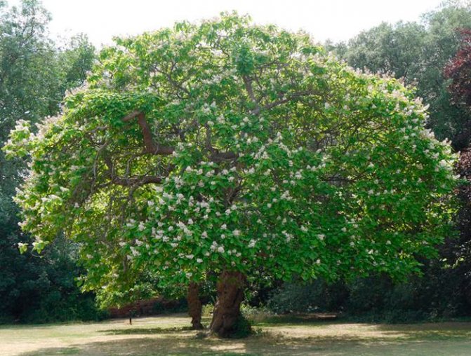 Дерево катальпа счастья: уход, обрезка, размножение