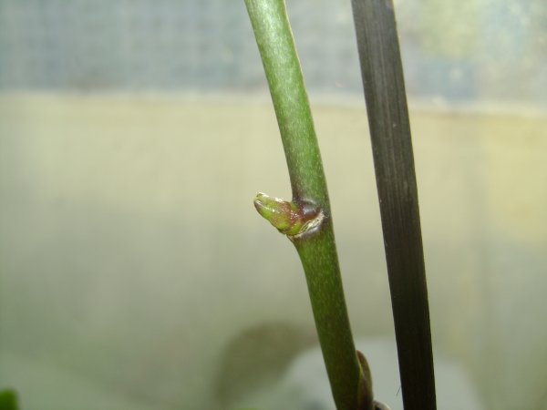 Орхидея малышка на цветоносе: примеры как вырастить и укорениться