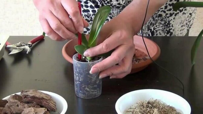 Орхидея малышка на цветоносе: примеры как вырастить и укорениться