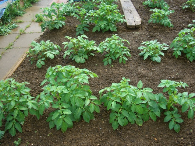 Дни посева картофеля в мае 2020 года