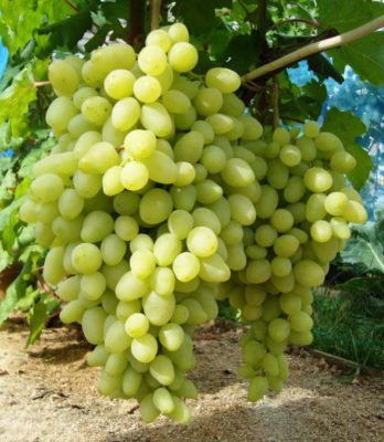 Долгожданный сорт винограда оправдывает свое название