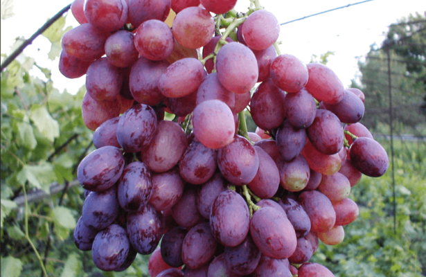 Долгожданный сорт винограда оправдывает свое название