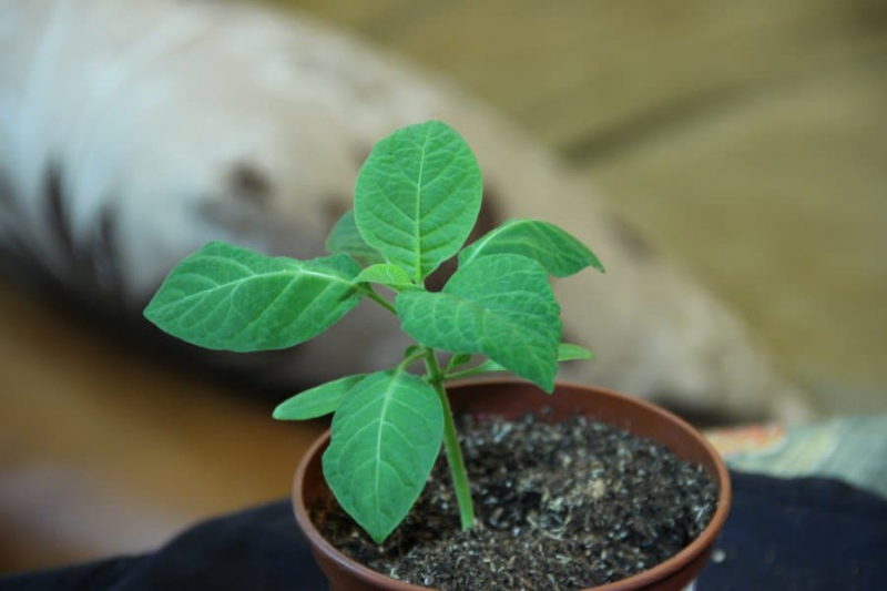 Дурман или цветок дурмана: выращивание из семян в помещении