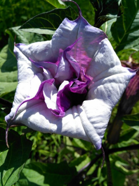 Дурман или цветок дурмана: выращивание из семян в помещении
