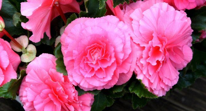Махровые розы: 5 цветов, которые похожи на «королеву» сада