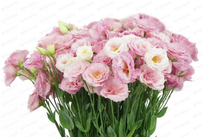 Махровые розы: 5 цветов, которые похожи на «королеву» сада