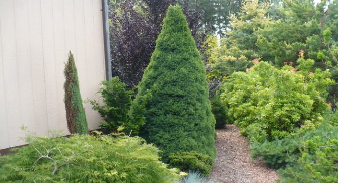 Коника ель канадская - посадка и уход в открытом грунте: как правильно пересадить и ухаживать в саду