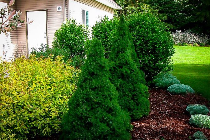 Коника ель канадская - посадка и уход в открытом грунте: как правильно пересадить и ухаживать в саду