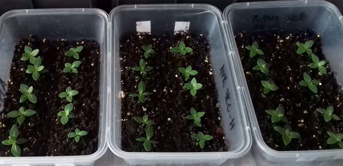 Эустома - выращивание из семян в помещении, когда сажать, как выращивать