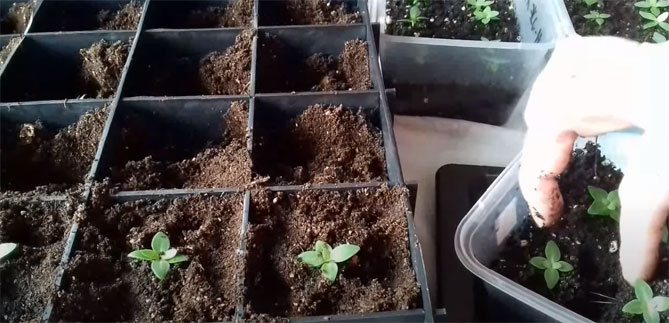 Эустома - выращивание из семян в помещении, когда сажать, как выращивать