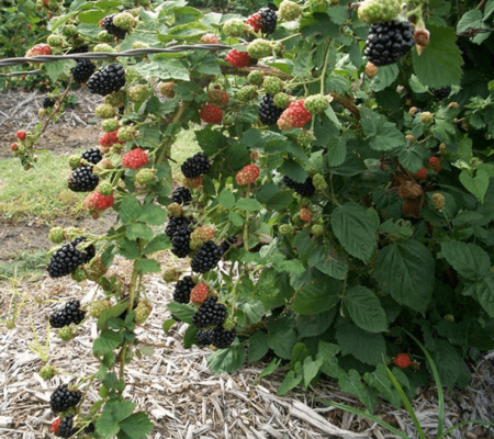 Blackberry Giant - морозостойкий высокоурожайный сорт