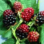 Blackberry Giant - морозостойкий высокоурожайный сорт