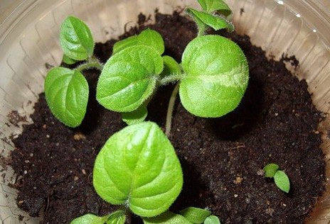 Ягода физалиса - выращивание и уход за урожаем