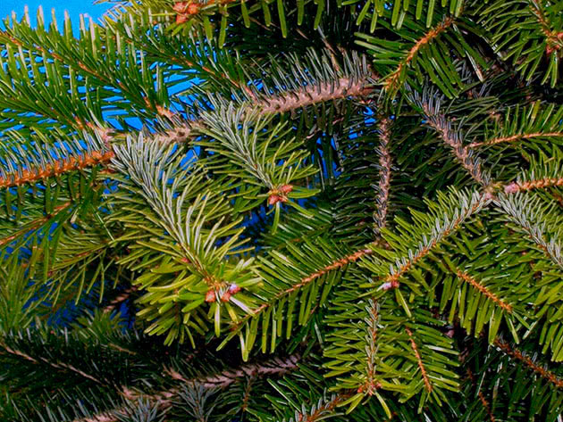 Фотокаталог «Шестистечная елка»: ваша мини-елка на Новый год