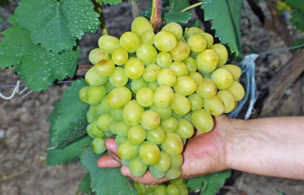 Галахад: популярный сорт винограда в России