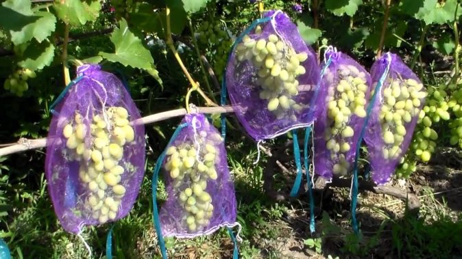 Галахад: популярный сорт винограда в России