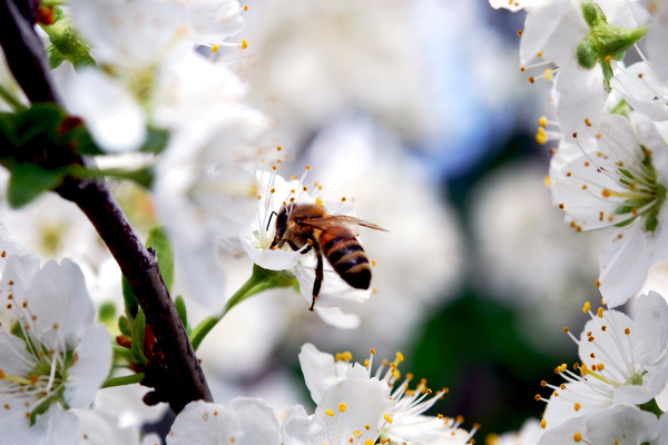 Гармония природы для пчел