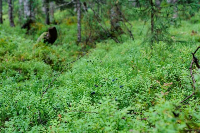 Где в лесу растет черника: в России, в каких районах, в Ленинградской области, в Подмосковье