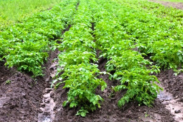 Гербициды для картофеля: 3 популярных препарата, послевсходовая обработка