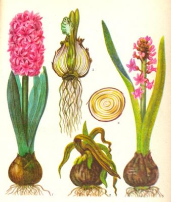 Гиацинт в вазе - уход за цветком
