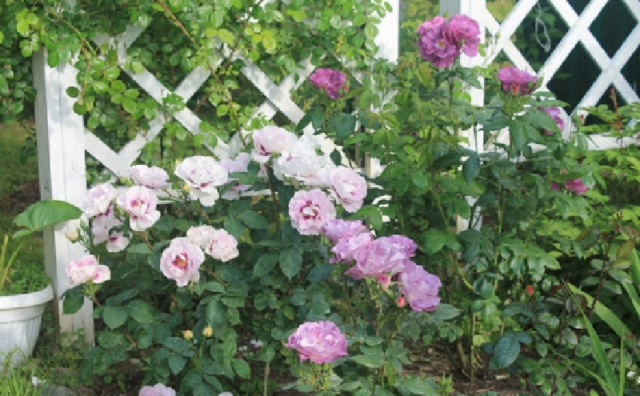 Роза гибридная Hyes for You (Айс фо Ю): описание сорта, фото в саду