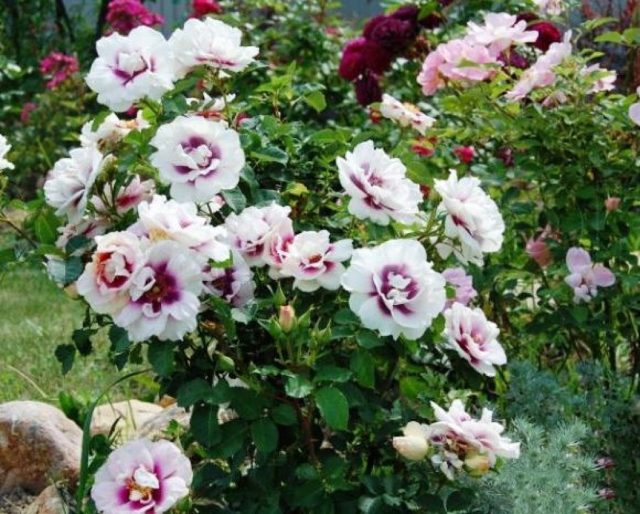 Роза гибридная Hyes for You (Айс фо Ю): описание сорта, фото в саду