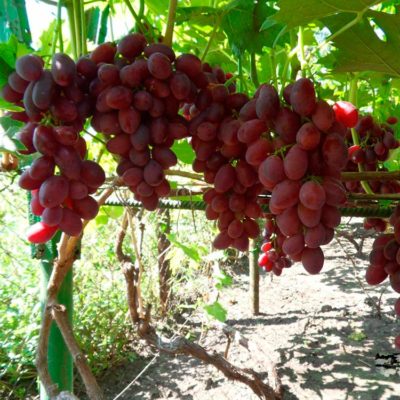Гибрид винограда Алиса: новый многообещающий сорт с красивыми ягодами и необычным вкусом