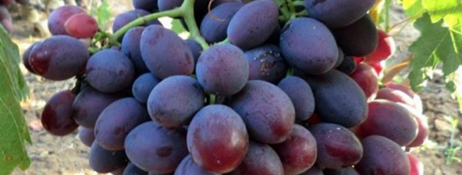 Гибрид винограда Алиса: новый многообещающий сорт с красивыми ягодами и необычным вкусом