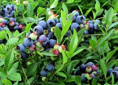 Blueberries Blue: выращиваем в саду раннеспелый сорт