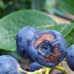 Blueberries Blue: выращиваем в саду раннеспелый сорт