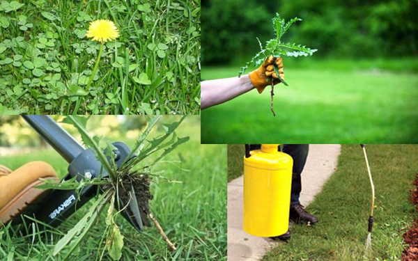 Почва против сорняков: инструкция по применению
