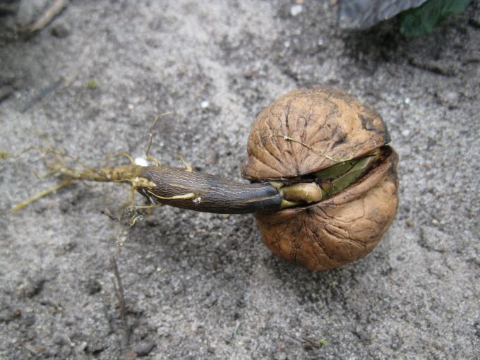 Грецкий орех: как растет дерево, посадка, уход, фото