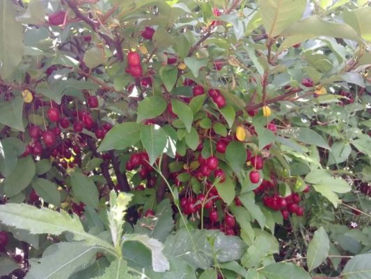 Гуми, красиво и вкусно: как вырастить нарядный куст со здоровыми ягодами
