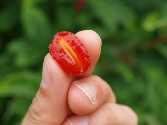 Гуми, красиво и вкусно: как вырастить нарядный куст со здоровыми ягодами