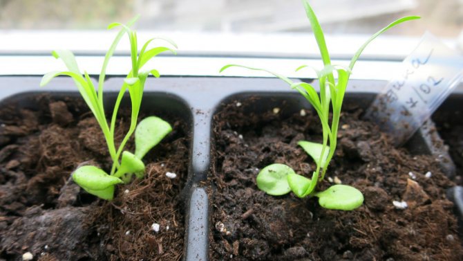 Гвоздика Шабо: выращивание от семян до рассады, уход в саду