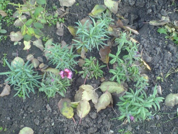 Гвоздика Шабо: выращивание от семян до рассады, уход в саду