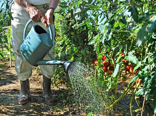 Характеристика и описание сорта томата Ред финик (желтый, оранжевый, сибирский) F1, его урожайность