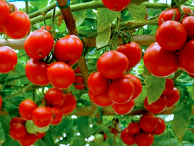 Характеристика и описание сорта томата Яблонька России, его урожайность