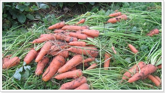 Характеристики кормовой моркови
